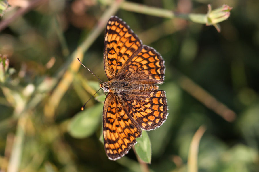 Quali Melitaea?